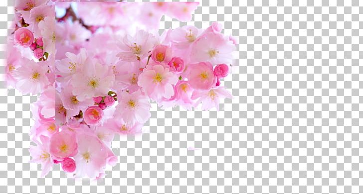 Cherry Blossom PNG, Clipart, Adobe Illustrator, Beautiful, Blossom, Blossoms, Branch Free PNG Download