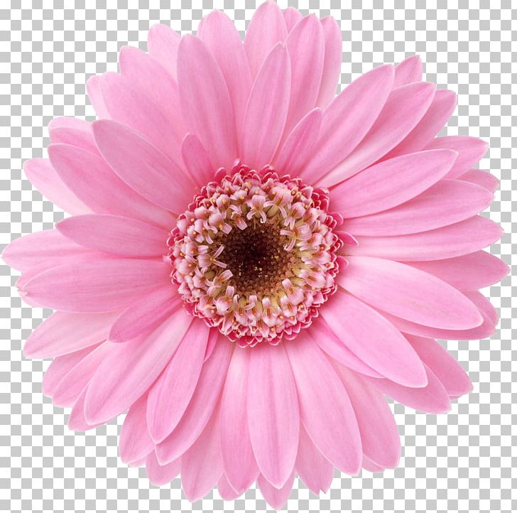 Flower Desktop Display Resolution Transvaal Daisy Floral Design PNG, Clipart, Annual Plant, Aster, Asterales, Blume, Chrysanths Free PNG Download