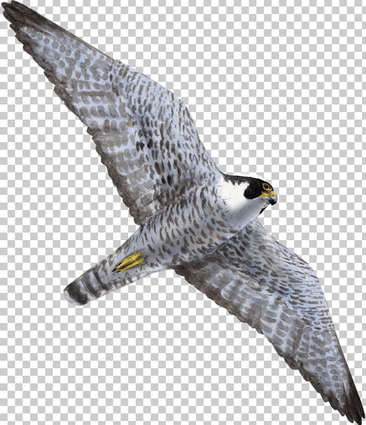 Hawk Bird Of Prey Peregrine Falcon Flight PNG, Clipart, Accipitriformes, Aile, Andres, Animals, Beak Free PNG Download