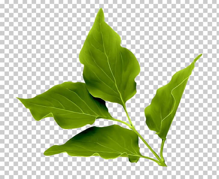 Leaf Plant Stem Tulip Flower Drawing PNG, Clipart, Basil, Blog, Creation, Deco, Drawing Free PNG Download