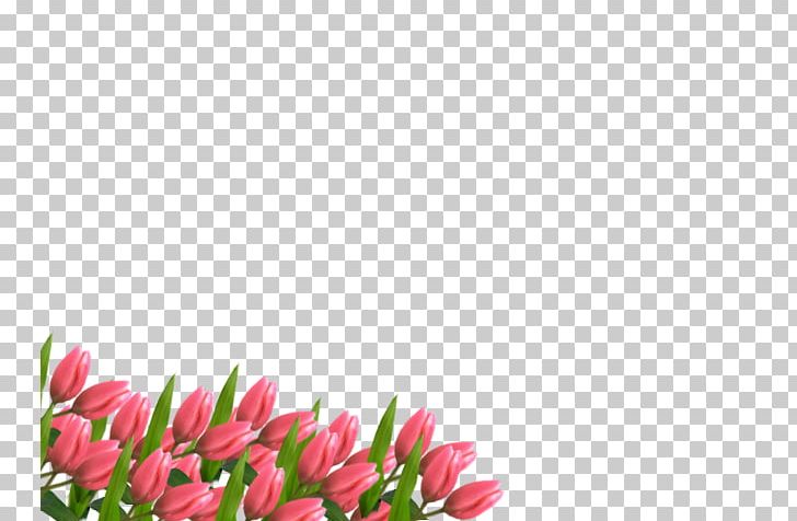 Tulip Floral Design Cut Flowers Pink M Petal PNG, Clipart, Cut Flowers, Floral Design, Floristry, Flower, Flowering Plant Free PNG Download