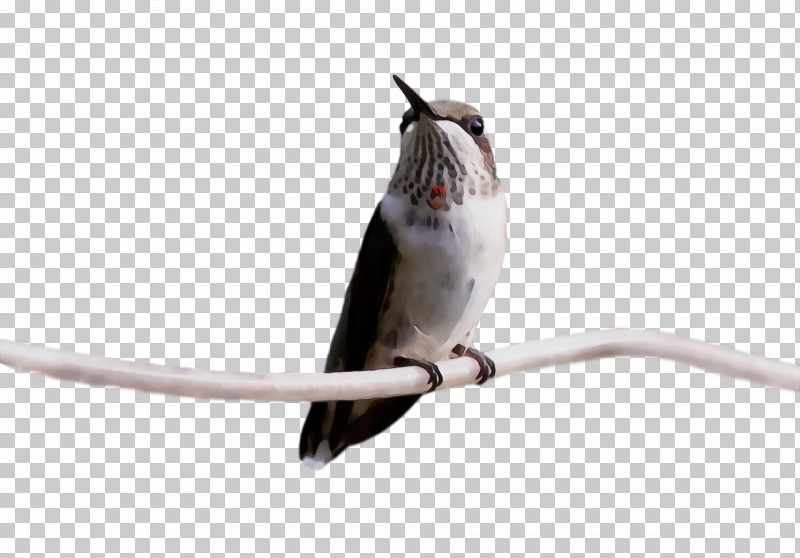 Hummingbird PNG, Clipart, Beak, Bird, Hummingbird, Paint, Perching Bird Free PNG Download