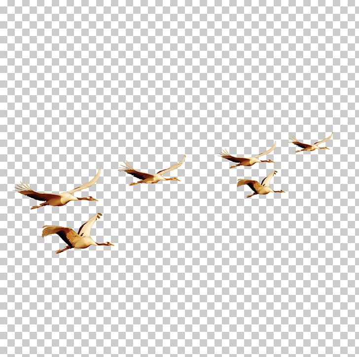 Bird Flight Bird Flight Euclidean PNG, Clipart, Anatidae, Animal, Animals, Beak, Bird Free PNG Download