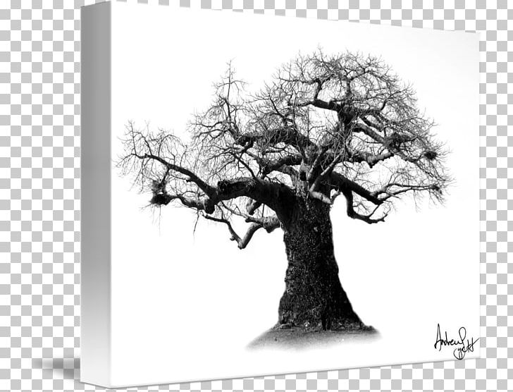 Gallery Wrap Canvas Art White Houseplant PNG, Clipart, Art, Baobab, Black And White, Branch, Branching Free PNG Download