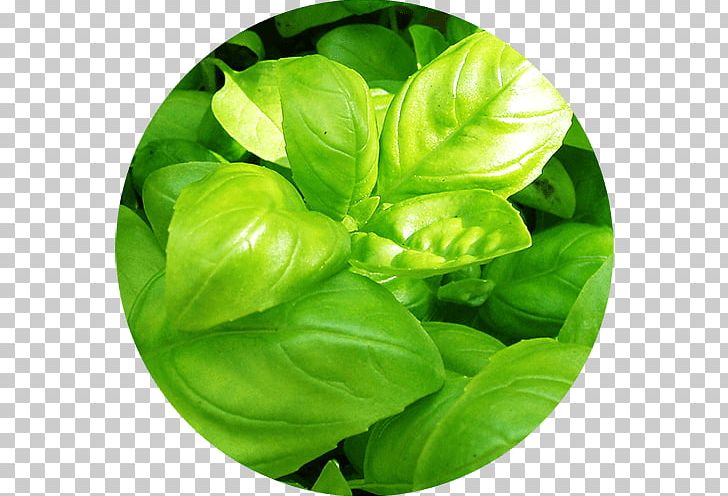 Holy Basil Herb Hydroponics Lemon Basil PNG, Clipart, Basil, Cinnamon Basil, Flavor, Food Drinks, Genovese Basil Free PNG Download