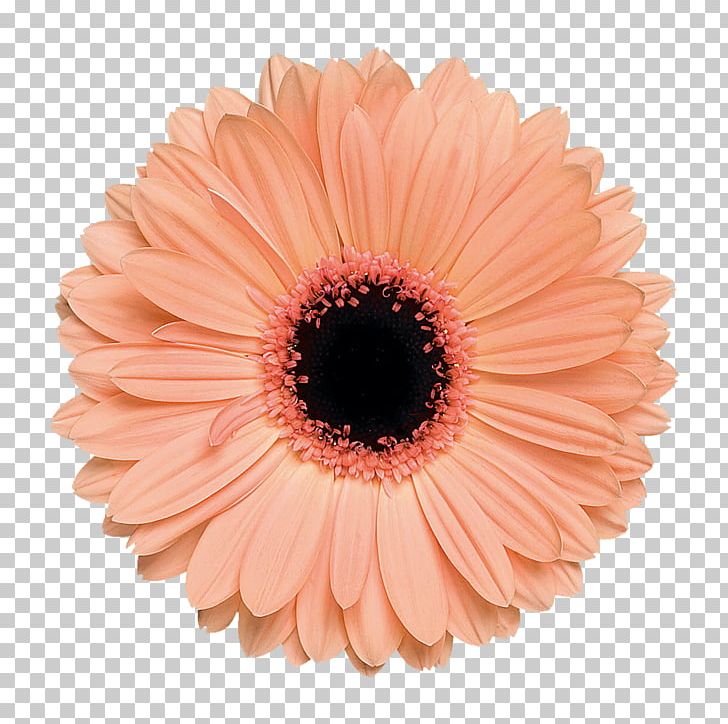 Barendse Gerbera's Transvaal Daisy Cut Flowers Plant PNG, Clipart, Alma, Apricot, Common Daisy, Cut Flowers, Daisy Family Free PNG Download
