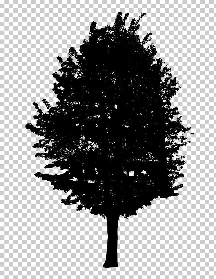 Fir Tree Black And White PNG, Clipart, Black And White, Branch, Christmas Tree, Conifer, Desktop Wallpaper Free PNG Download