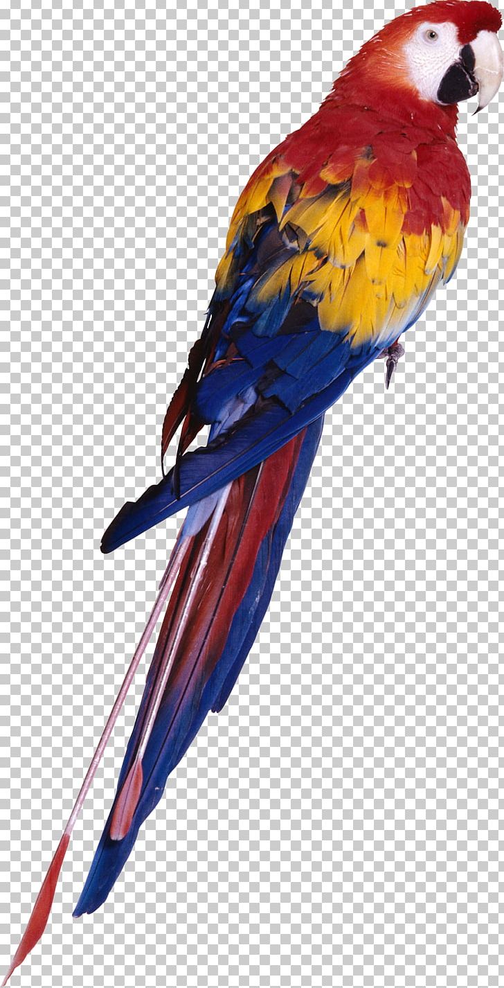 Parrot Red-and-green Macaw Bird PNG, Clipart, Animals, Beak, Birdcage, Bird Nest, Budgerigar Free PNG Download
