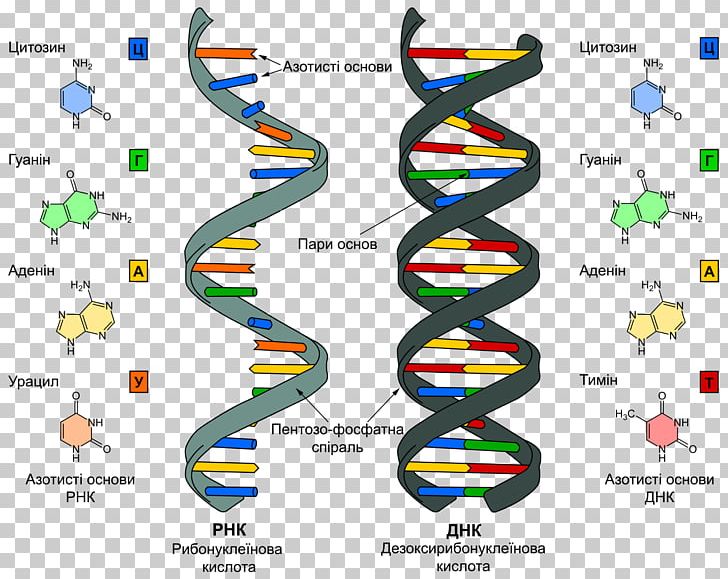 DNA And RNA Nucleic Acid RNA World PNG, Clipart, Acid, Adenine, Adn, Adna, Area Free PNG Download