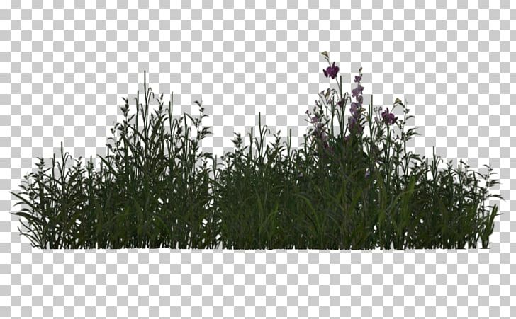 Plant Tree Grasses 3D Rendering PNG, Clipart, 3d Computer Graphics, 3d Rendering, Branch, Desert, Deviantart Free PNG Download