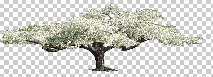 Tree Branch PNG, Clipart, Branch, Fir, Flower, Leaf, Nature Free PNG Download