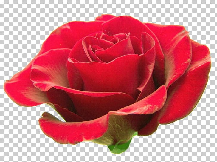 Black Rose Free Content PNG, Clipart, China Rose, Flo, Floral, Floribunda, Flower Free PNG Download
