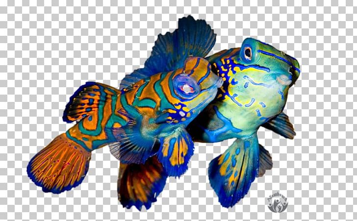 Cobalt Blue Mandarinfish Marine Biology Tropical Fish PNG, Clipart, Animals, Biology, Blue, Calendar, Cobalt Free PNG Download