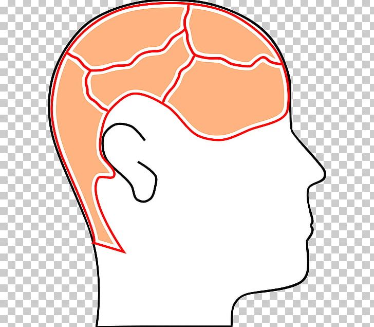 Cognitive Psychology Cognition PNG, Clipart, Area, Brain, Cartoon Brain, Cheek, Cognition Free PNG Download