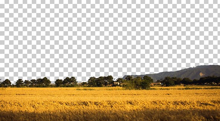 Computer File PNG, Clipart, Adobe Illustrator, Agriculture, Cartoon Wheat, Commodity, Crop Free PNG Download