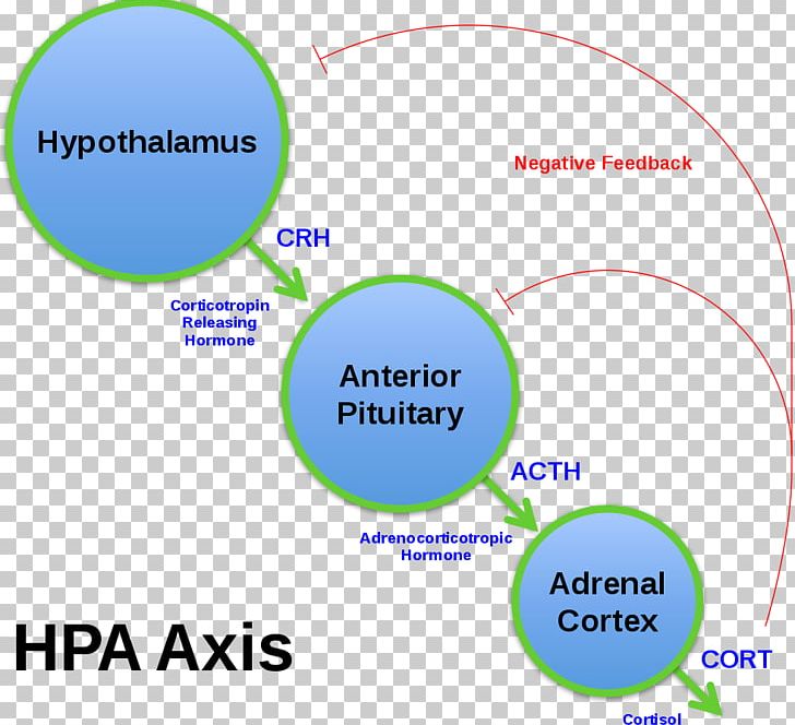 Corticotropin-releasing Hormone Adrenocorticotropic Hormone Releasing And Inhibiting Hormones Cortisol Hypothalamic–pituitary–adrenal Axis PNG, Clipart, Adrenal Insufficiency, Adrenocorticotropic Hormone, Angle, Anterior Pituitary, Area Free PNG Download