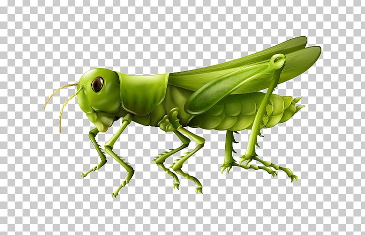 Insect PNG, Clipart, Amphibian, Anatomy, Animals, Arthropod, Cekirge Free PNG Download