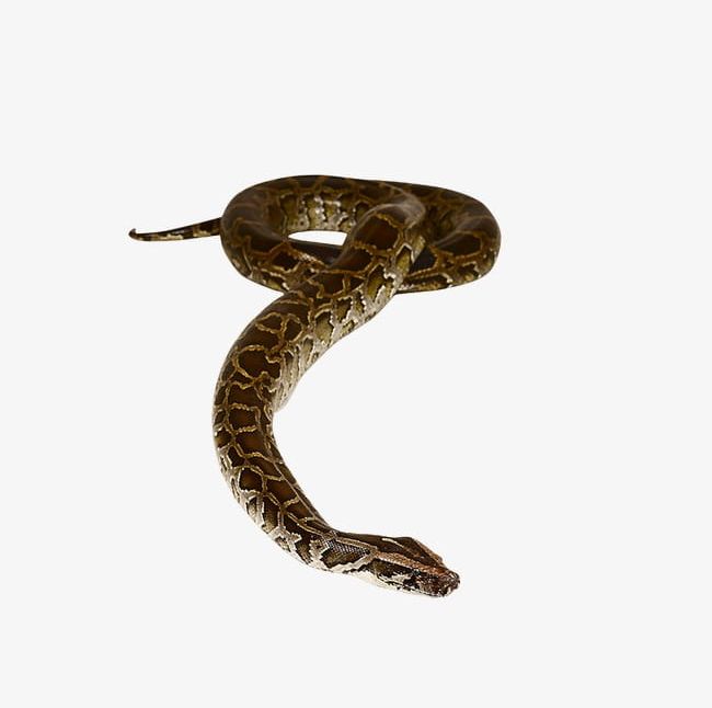 Snake PNG, Clipart, Animal, Crawl, Snake Clipart, Snake Clipart, Snakes Free PNG Download