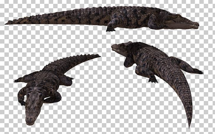 Alligator Crocodiles Animal PNG, Clipart, Alligator, Animal, Animal Figure, Animals, Crocodile Free PNG Download