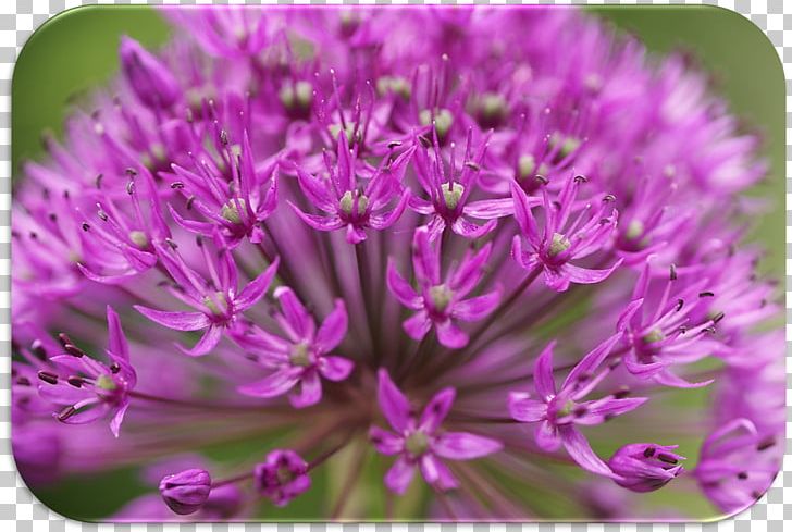 Chives Herbaceous Plant PNG, Clipart, Biesterfeld, Chives, Flower, Flowering Plant, Herbaceous Plant Free PNG Download