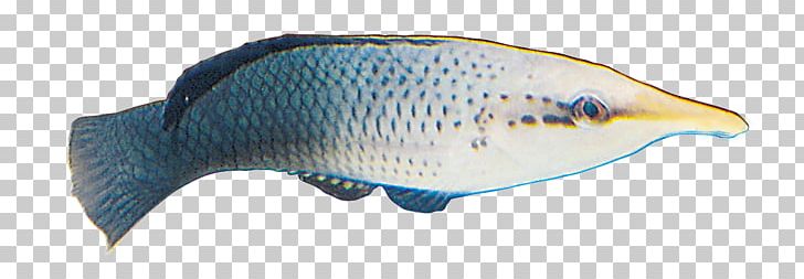 Deep Sea Fish PNG, Clipart, Animal Figure, Beak, Color, Deep Sea, Deep Sea Fish Free PNG Download
