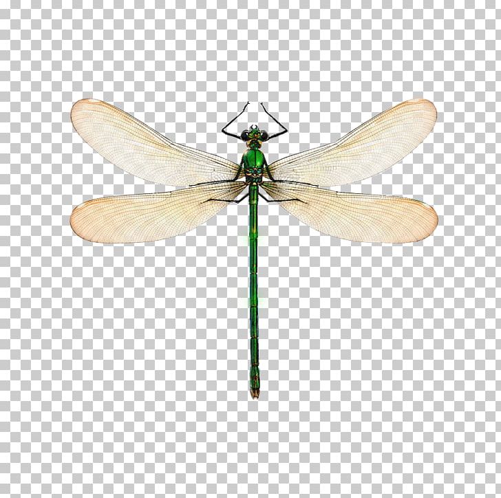 Dragonfly Poster LACUVA Anax Parthenope Design PNG, Clipart, Anax, Arthropod, Centimeter, Child, Dragonflies And Damseflies Free PNG Download