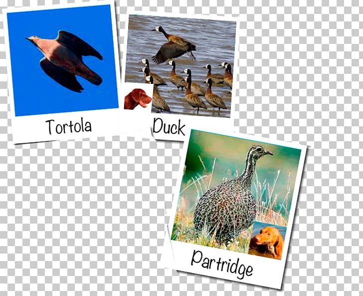 Ecosystem Fauna Advertising Argentina Beak PNG, Clipart, Advertising, Argentina, Beak, Brand, Brochure Free PNG Download