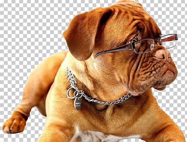 English Mastiff Pet Sitting Working Dog Puppy PNG, Clipart,  Free PNG Download