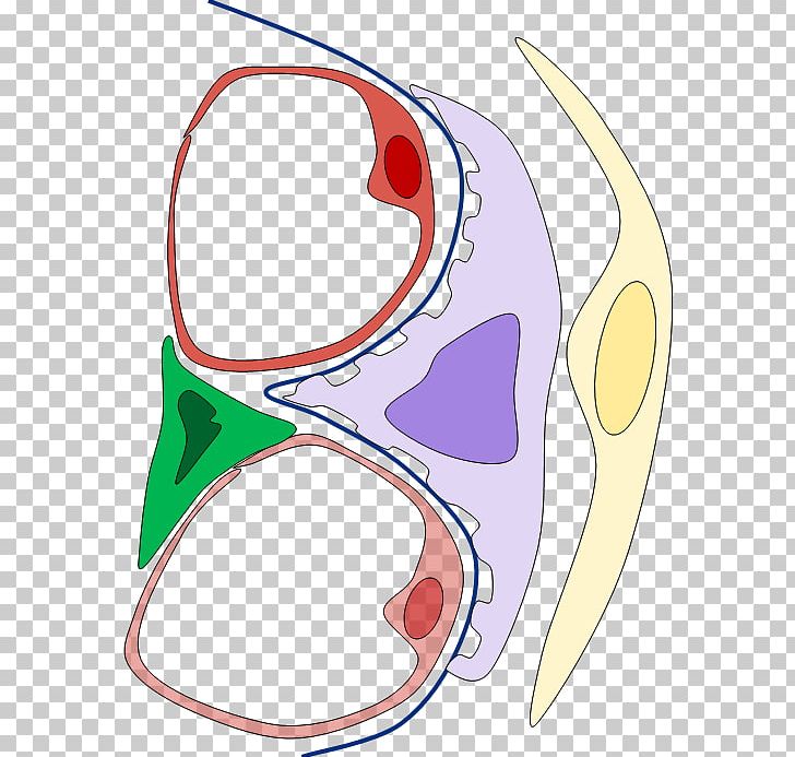 Glomerulonephritis Nephrology Pathogenesis Pathophysiology PNG, Clipart, Area, Artwork, Document, Ear, Fc Shahrdari Bandar Abbas Free PNG Download