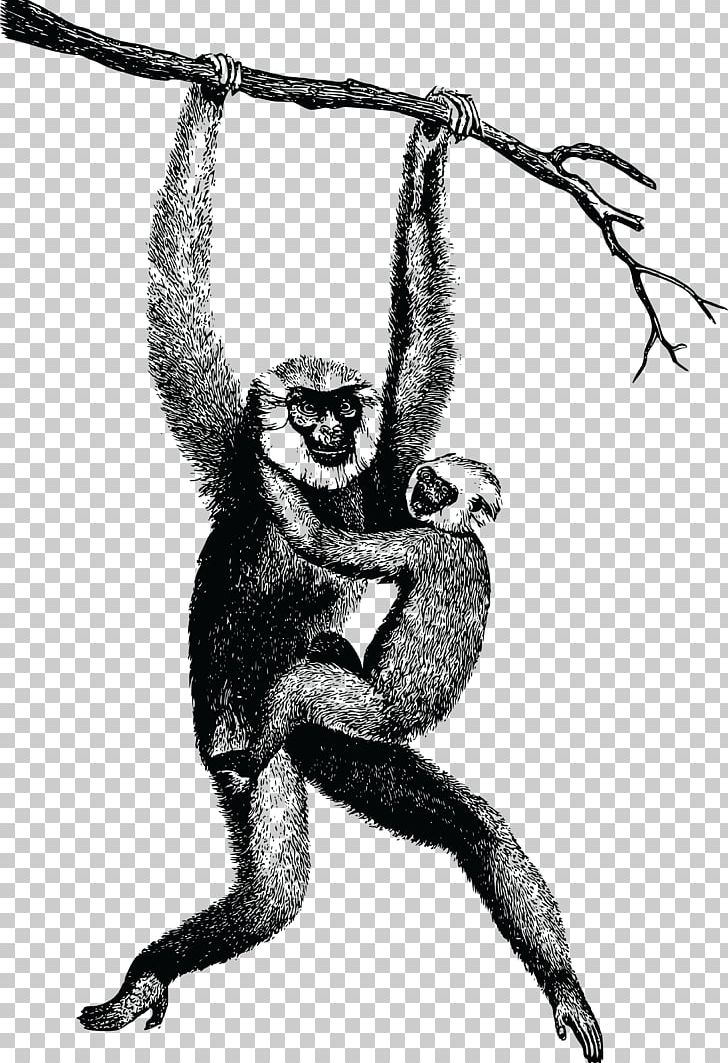 Homo Sapiens Gibbon PNG, Clipart, Animals, Ape, Arm, Art, Black And White Free PNG Download