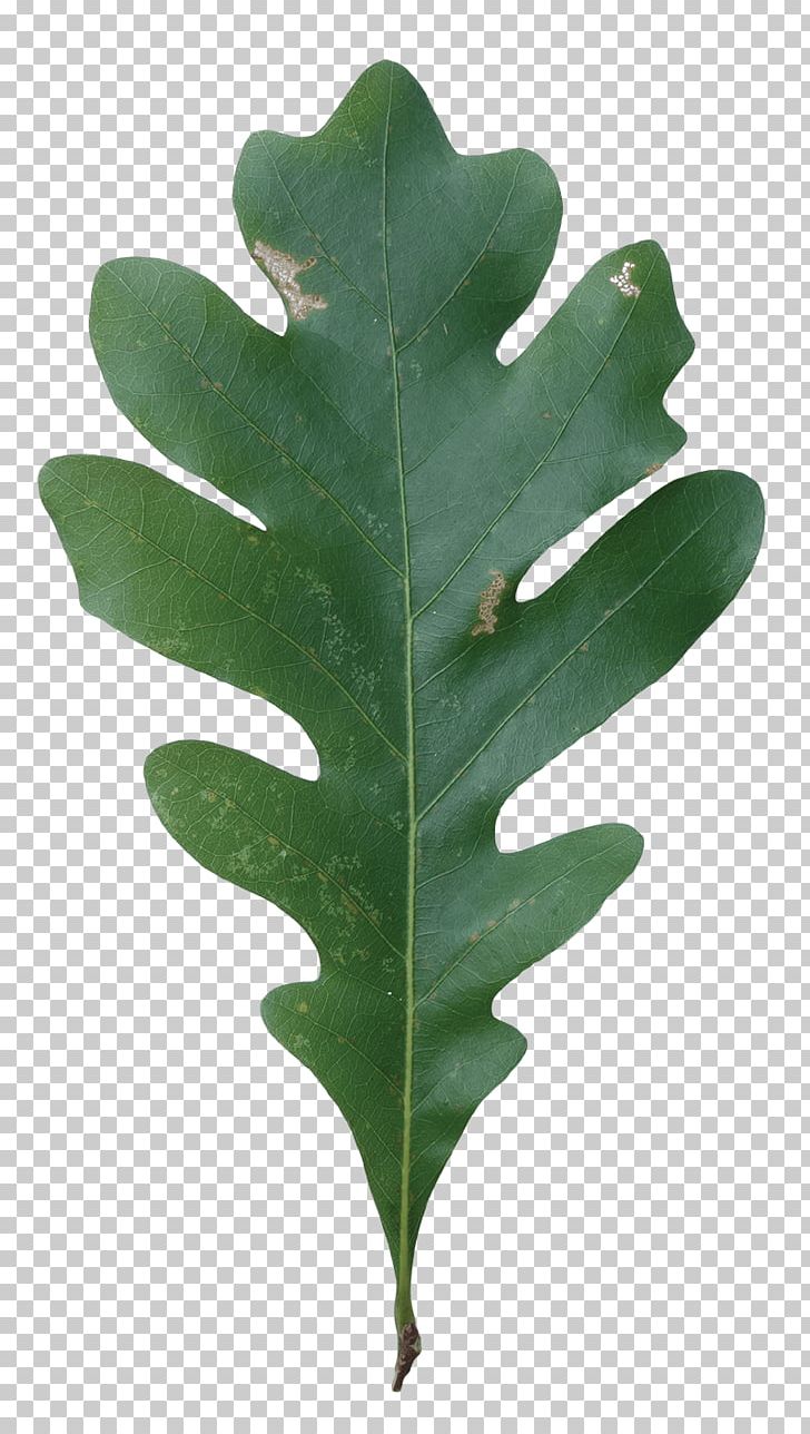 Leaf White Oak Northern Red Oak Tree Plants PNG, Clipart,  Free PNG Download