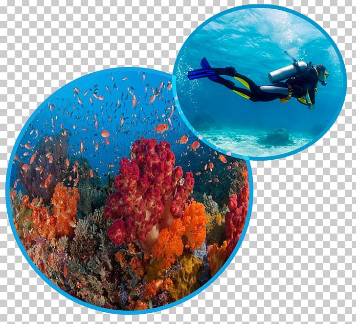 Sanur PNG, Clipart, Bali, Coral, Coral Reef, Coral Reef Fish, Dive Center Free PNG Download