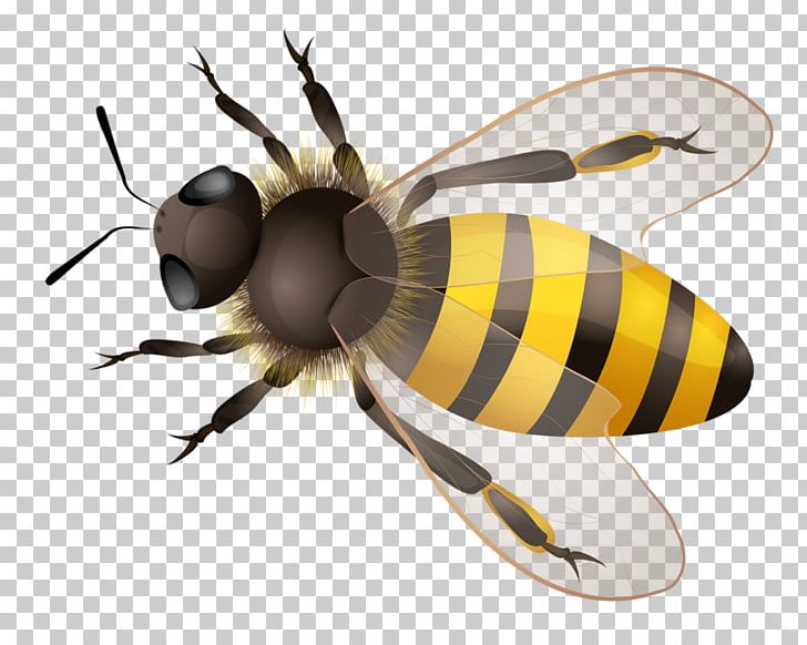 Western Honey Bee Illustration PNG, Clipart, Balloon Cartoon, Bee, Beehive, Boy Cartoon, Cartoon Alien Free PNG Download