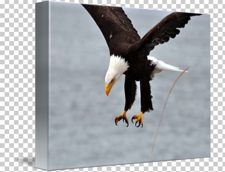 Bald Eagle Stock Photography Beak PNG, Clipart, Accipitriformes, Animals, Bald Eagle, Beak, Bird Free PNG Download