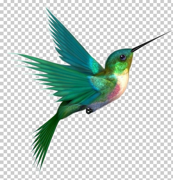 Hummingbird Portable Network Graphics Transparency PNG, Clipart, Animals, Beak, Bird, Bird Bird, Common Free PNG Download