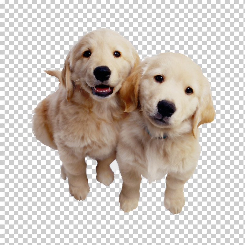 Golden Retriever Labrador Retriever Puppy Dogo Argentino Samoyed PNG, Clipart, Chew Toy, Companion Dog, Dog, Dogo Argentino, Dog Toy Free PNG Download