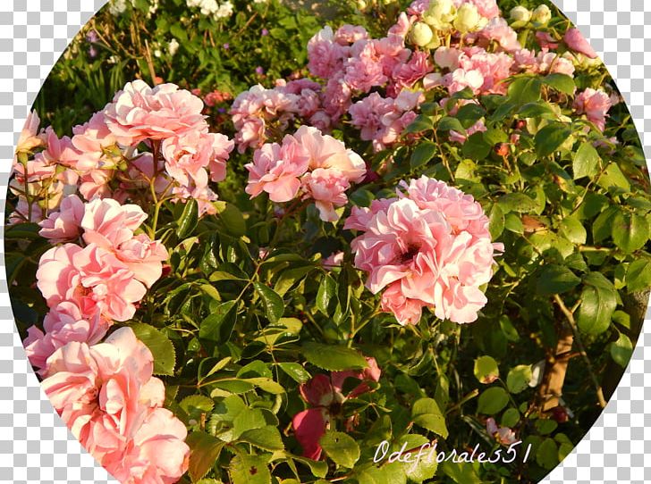 Floribunda Garden Roses Cabbage Rose Memorial Rose Rambler-Rose PNG, Clipart, Annual Plant, Cut Flowers, Flashcode, Floraison, Floral Design Free PNG Download