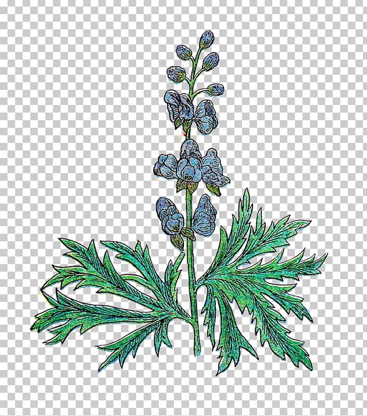 Herb Medicinal Plants Rosemary PNG, Clipart, Basil, Branch, Chamomile, Clip Art, Drawing Free PNG Download