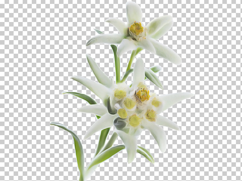 Flower White Edelweiss Plant Petal PNG, Clipart, Cut Flowers, Edelweiss, Flower, Lily, Lily Family Free PNG Download