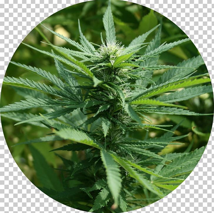 Cannabis Ruderalis Cannabis Sativa Medical Cannabis Cannabis Cultivation PNG, Clipart, Cannabidiol, Cannabis, Cannabis Cultivation, Cannabis Ruderalis, Cannabis Sativa Free PNG Download