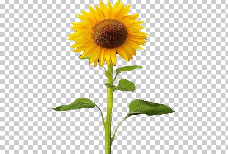Common Sunflower Plant Sunflower Seed PNG, Clipart, Annual Plant, Bud, Common Sunflower, Cut Flowers, Daisy Family Free PNG Download