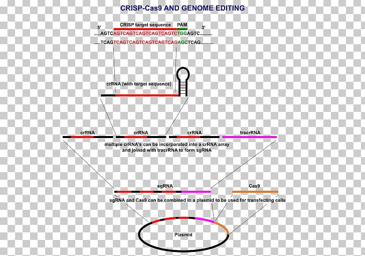CRISPR Cas9 Plasmid Genome Editing DNA PNG, Clipart, Adaptive Immune System, Angle, Area, Bacteriophage, Cas9 Free PNG Download