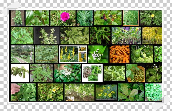 Leaf Non-vascular Plant Embryophyta PNG, Clipart, Embryophyta, Flora, Grass, Leaf, Non Vascular Land Plant Free PNG Download