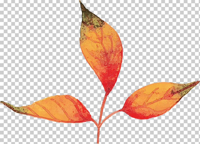 Plant Stem Leaf Petal Plants Biology PNG, Clipart, Autumn Leaf, Biology, Colorful Leaf, Leaf, Paint Free PNG Download