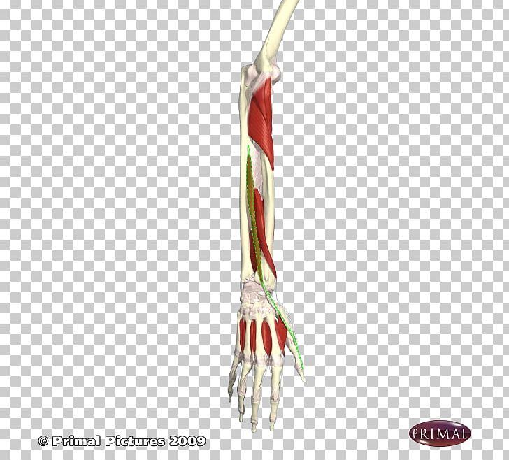 Finger PNG, Clipart, Arm, Extension, Finger, Hand, Joint Free PNG Download