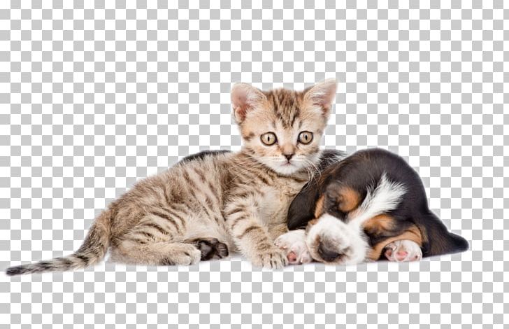 Cat Dog Pet Bowl Drinking Fountain PNG, Clipart, Animal, Animals, Aquarium, Bengal, Bird Feeder Free PNG Download