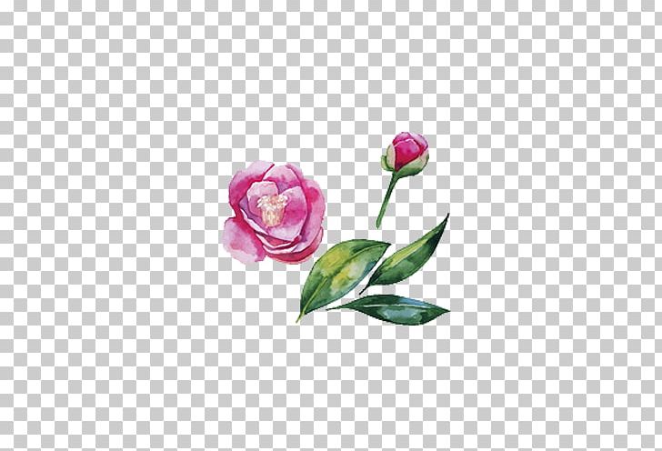 Japanese Camellia Watercolor Painting Illustration PNG, Clipart, Computer Wallpaper, Flower, Flower Arranging, Hand Drawn, Magenta Free PNG Download