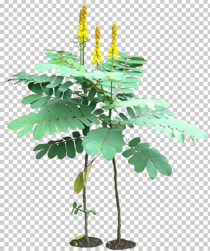 Senna Alata Golden Shower Tree Herb Senna Hebecarpa Plant PNG, Clipart, Branch, Caesalpinioideae, Cassia, Flower, Flowering Plant Free PNG Download
