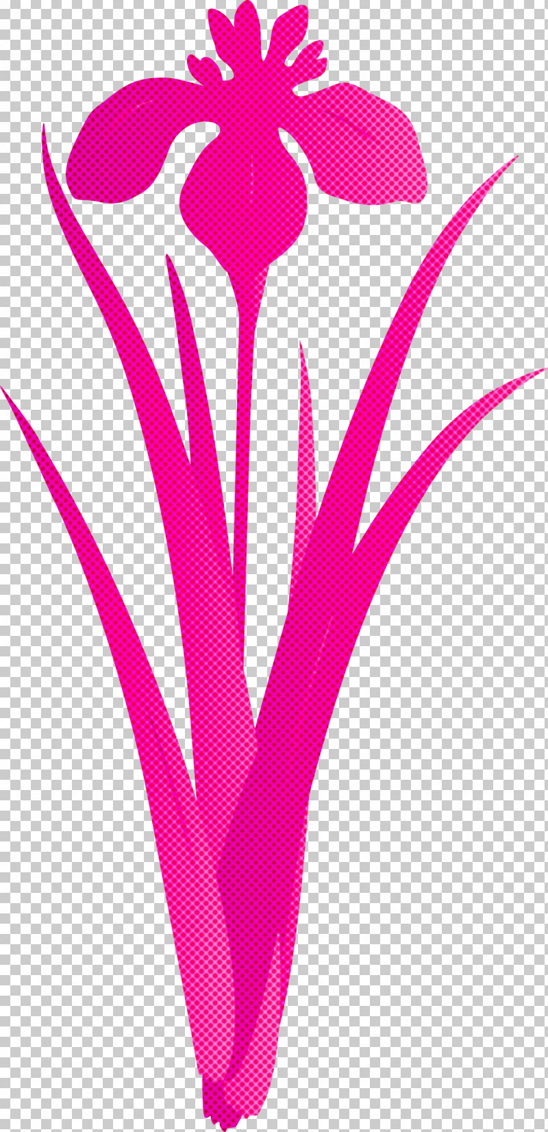 Iris Flower Spring Flower PNG, Clipart, Iris Flower, Line, Magenta, Pink, Plant Free PNG Download