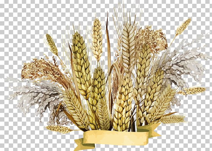 Emmer Cereal Germ PNG, Clipart, Barley, Cereal, Cereal Germ, Commodity, Emmer Free PNG Download
